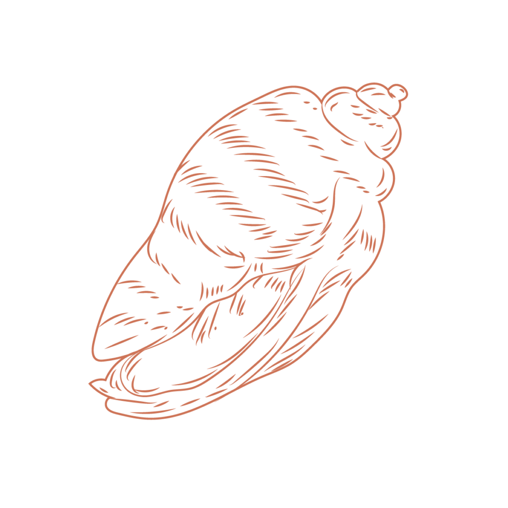 orange monochrome stencil illustration of a swirly seashell