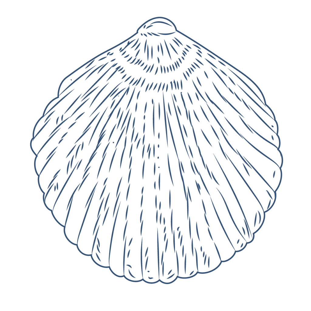 blue monochrome stencil illustration of a fan-shaped seashell