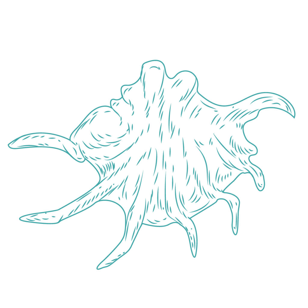 sea green monochrome stencil illustration of a fan-shaped conch seashell
