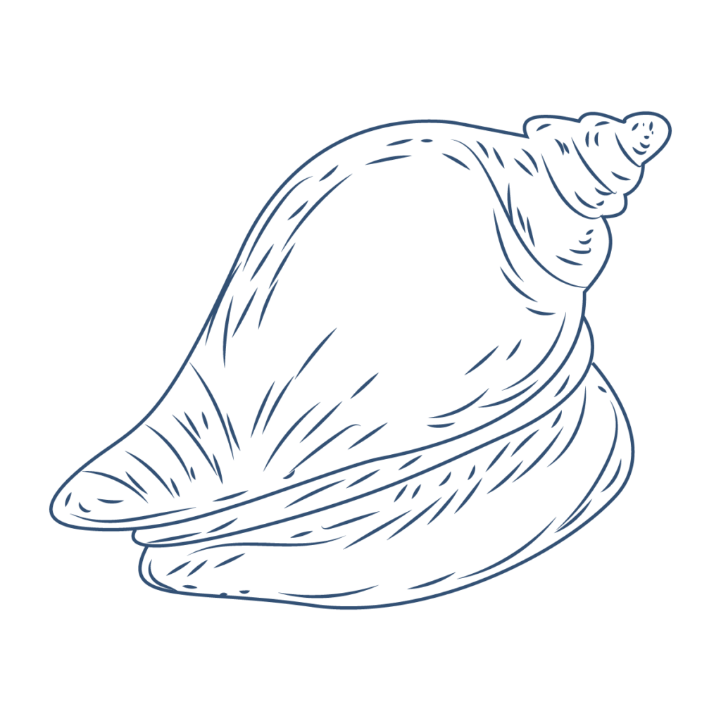 blue monochrome stencil illustration of a biconical seashell