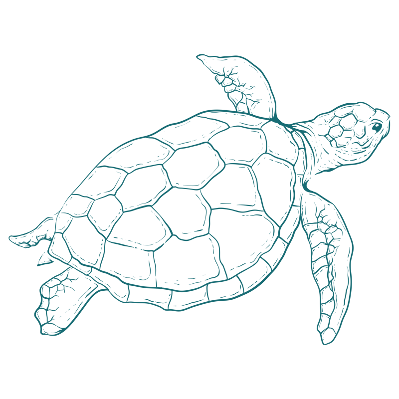 sea green monochrome stencil illustration of a turtle