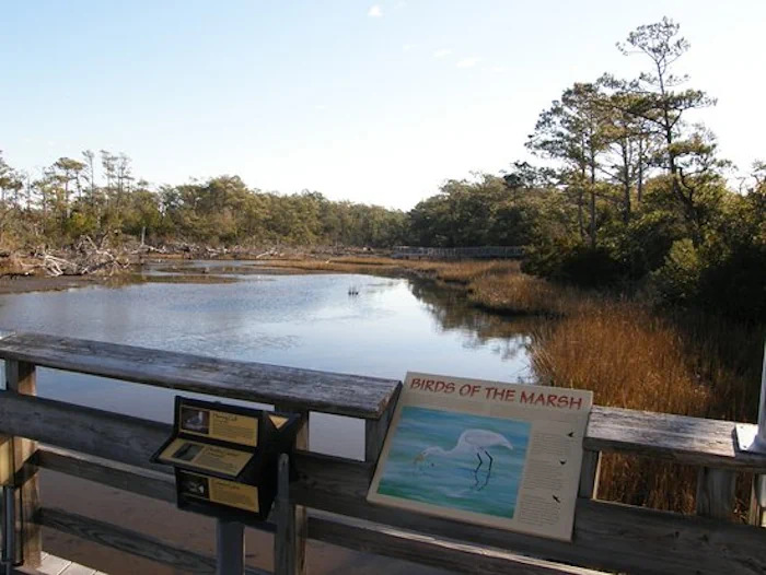 a wooden deck with a single sign that says "birds of the marsh" in the foreground, with murky waters, tall yellow grass, and thin skinny trees in the background