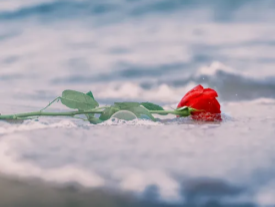 a single rose laying in frothy ocean water