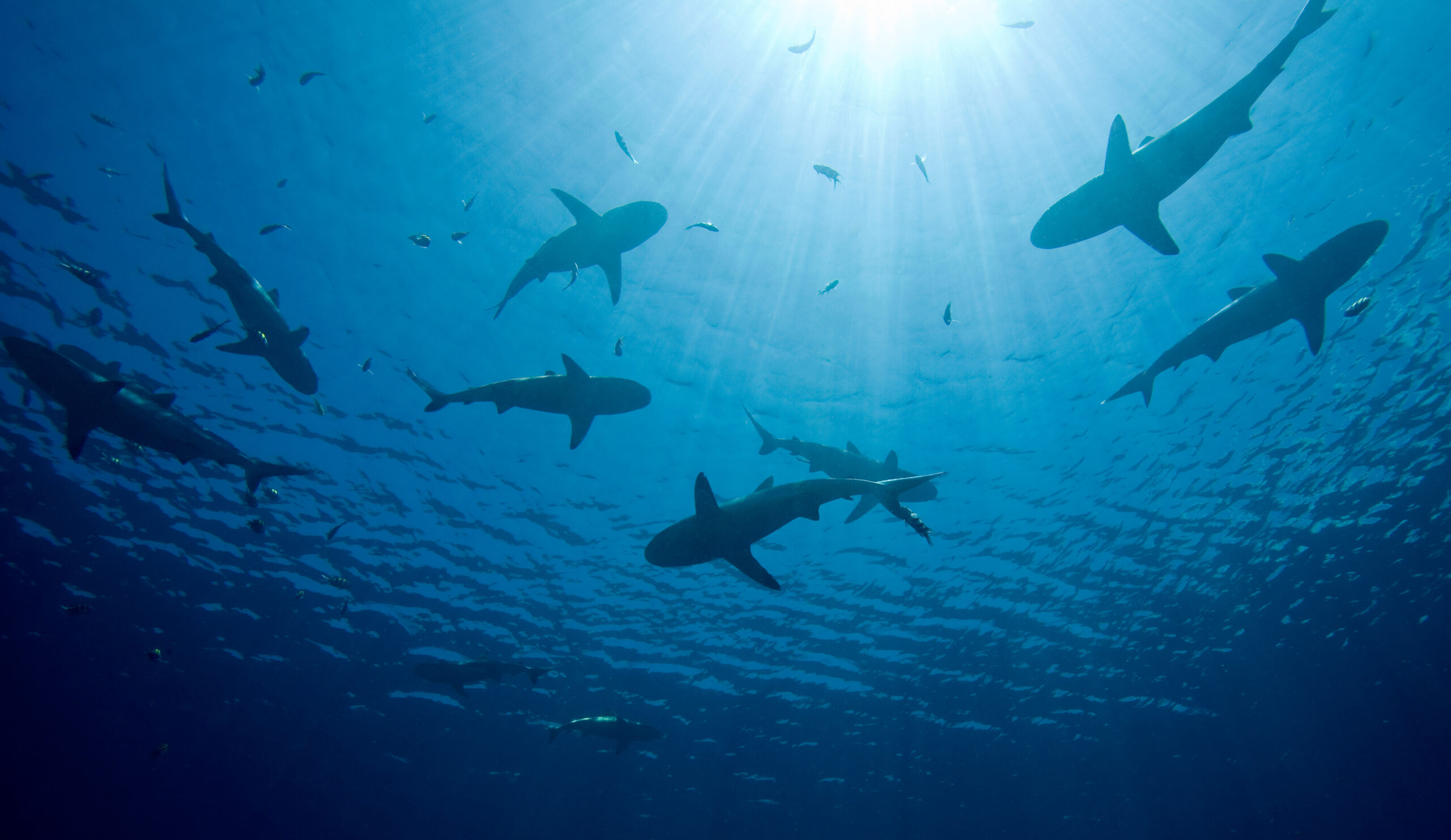 a school of sharks swimming